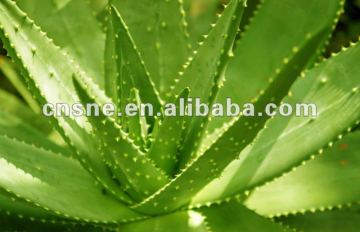 Aloe Vera Extract
