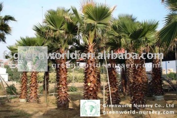 Washingtonia robusta export