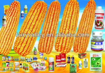 Hybrid F1 Yellow Field Corn Seed For Sale