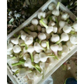 wholesale fresh garlic price