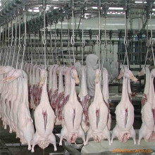 Poultry Slaughter Equipment | Slaughter Parts for Chicken
