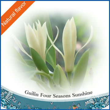 C10H18O Michelia Flower Oil(Magnolia Flower Oil)