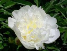 White Peony Root extract