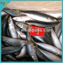 Hot selling frozen mackerel scomber scombrus