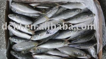 frozen mackerel fish