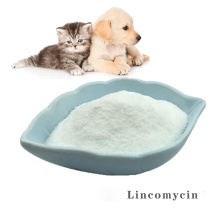 Buy online active ingredients Lincomycin powder