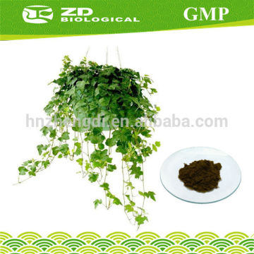 Herbal Food Supplement Ivy Extract in herbal extract