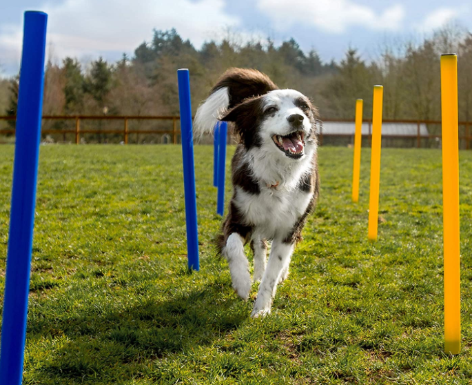 Big Dog Training Equipment