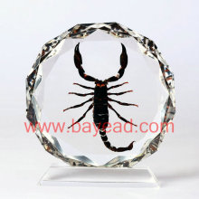 Real Insect Amber Desktop Decoration, Good For Business Gift, Office Gift