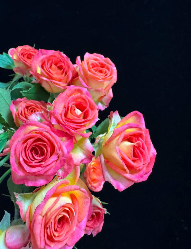 সামার ড্যান্স রোজ Summer Dance Rose