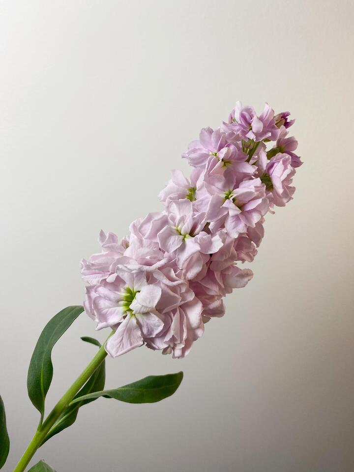 পিঙ্ক ভায়োলেট Pink Violet