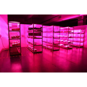 Las mejores luces de cultivo LED de alta potencia High times