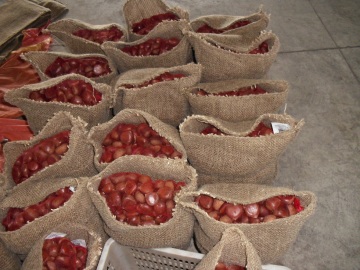 Export Standard Quality of Fresh Chestnut