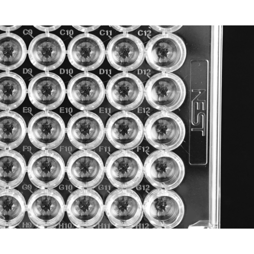 Non-Treated 96 well U-bottom cell culture plate