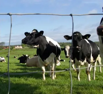 Galvanized Grassland Farm Field Fence