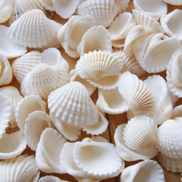Wholesale Natural Beach Seashells For Crafts