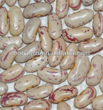 Dried Light speckled kidney bean
