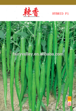 F1 Hybrid cayenne pepper Seeds
