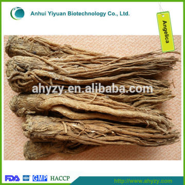 chinese angelica,angelica,angelica sinensis