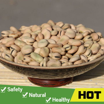 Yellow bulk dried broad beans manufacturer