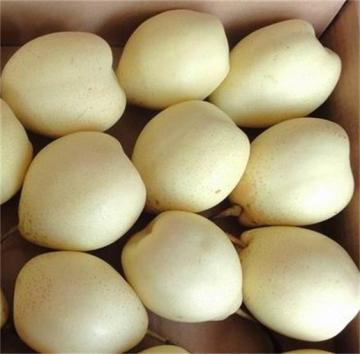 fresh good taste ya pear for export