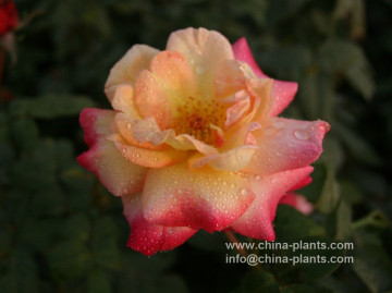 sale hybrid tea rose bare roots online