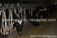 Cattle Equipment Cow Head Lock 750?