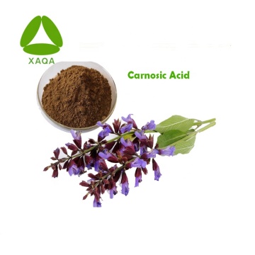 Salvia / Muskatellersalbeisamen-Extrakt Carnosic Acid