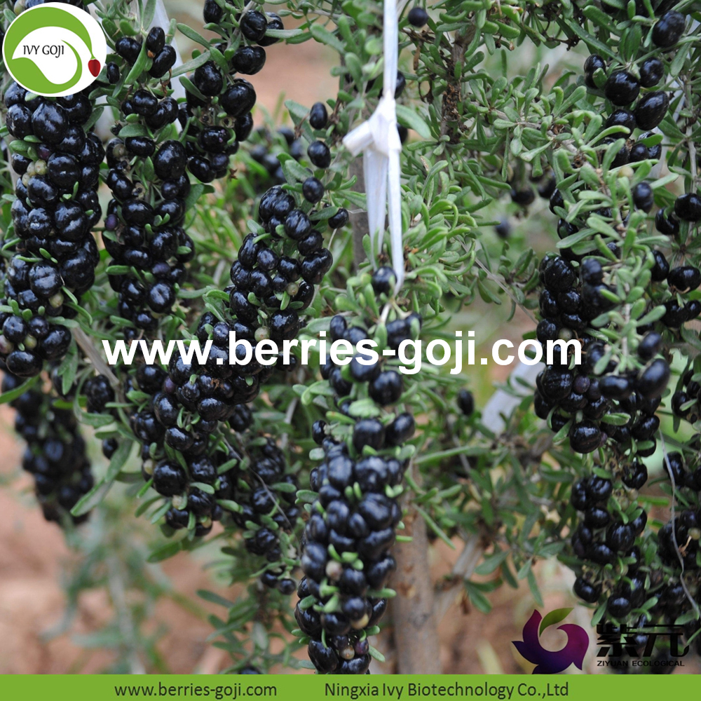 Black Dried Wolfberry