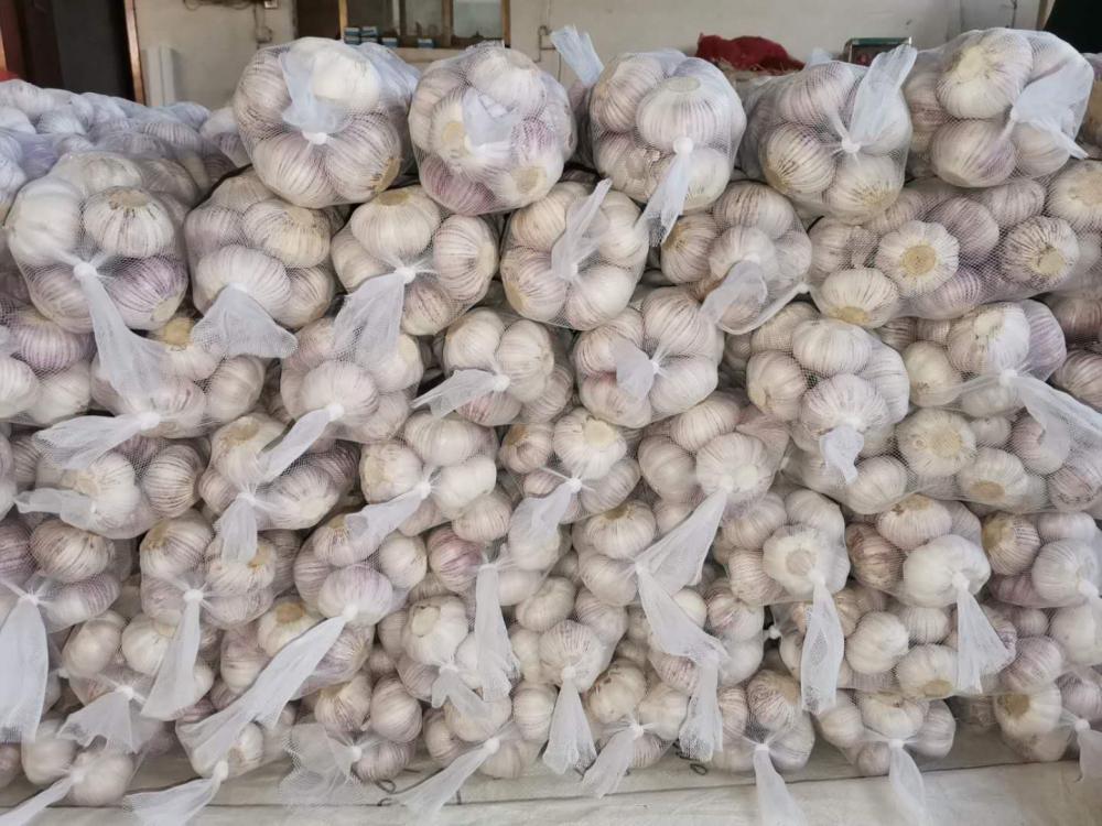2020 NEW GARLIC EXPORTED TO GHANA