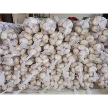 2020 NEW GARLIC EXPORTED TO GHANA