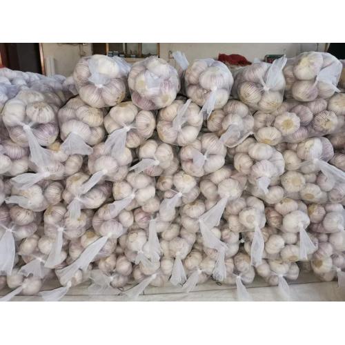 2020 NEW GARLIC EXPORTED TO GHANA