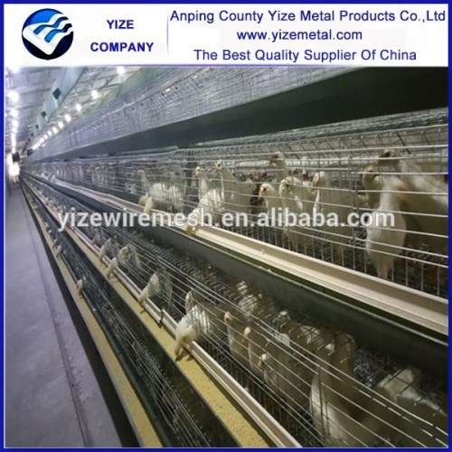 China automatic chicken farm equipment layer chicken cage/A type layer Chicken Cage(Direct factory)