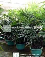 rhapis excelsa indoor outdoor small palm trees