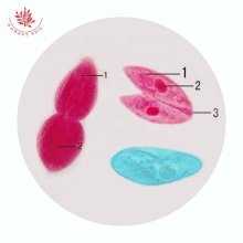 Protozoa Paramecium Prepared Slides for Microscope Teaching