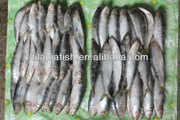 Bait Sardine Fish