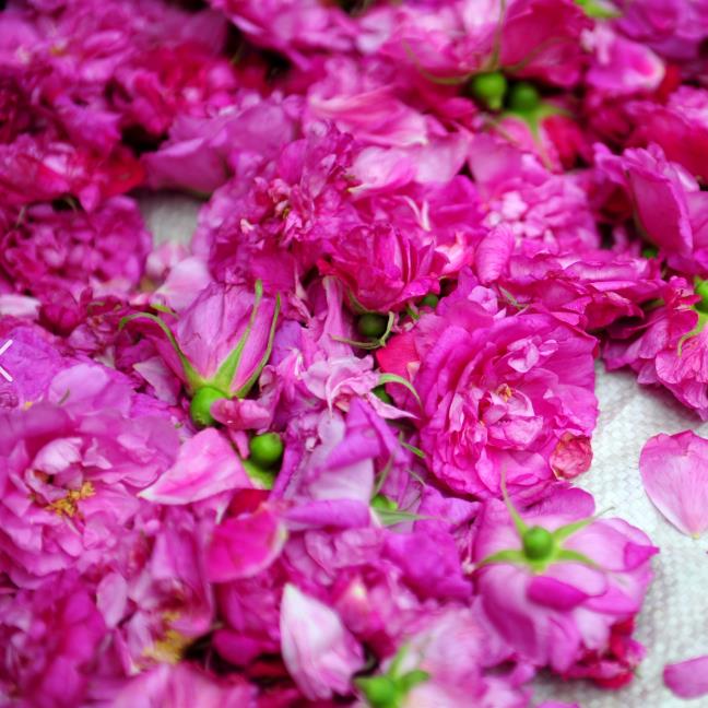 reines und natürliches ätherisches Rosenöl