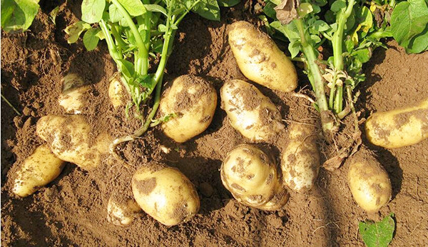 2018 محصول جديد من البطاطس الطازجة