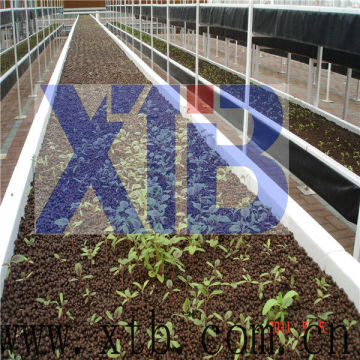 Large Roof Span PC Sheet Greenhouse