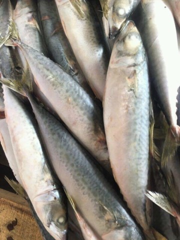 ATLANTIC MACKEREL