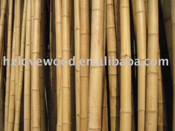 Bamboo Cane