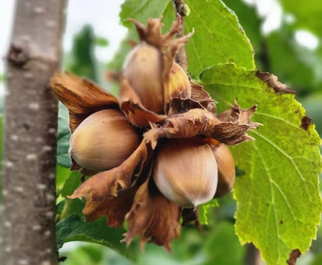 φουντούκι με κέλυφος hazel nut in shell