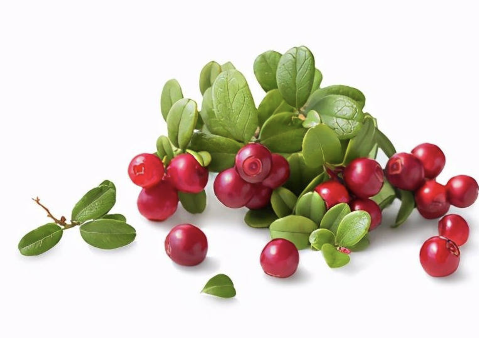 Арбутин порошок для пищевых добавок Arbutin Powder for Dietary Supplements