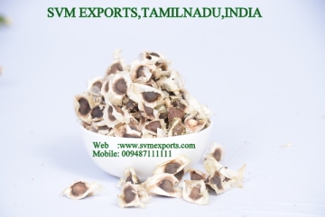 Moringa Seed Suppliers India