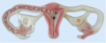 Model of Egg Fertilization Proces