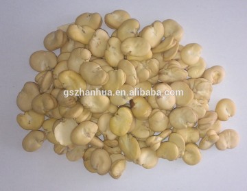 2016 Crop Peeled Broad Beans