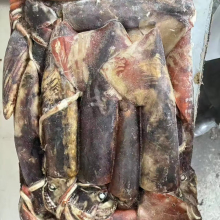 Frozen Whole Black Squid in Bulk Packaging