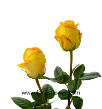 Ecuadorian Yellow Crown Roses - Good Quality Fresh Cut Roses from Yunnan
