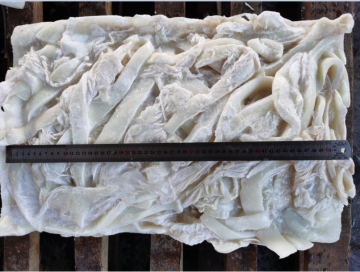 Frozen Squid Leftover Dosidicus Gigas