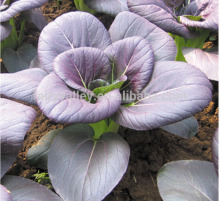 Hybrid purple cabbage seeds for growing-Zuui